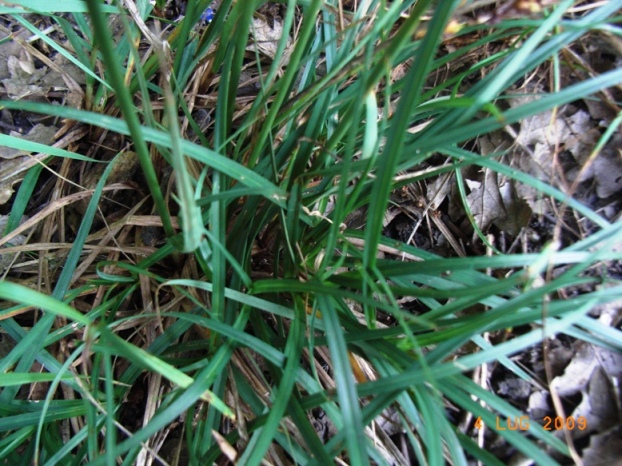 Carex flacca sl.